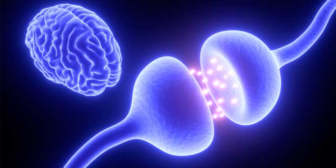 Phosphatidylserie improves the transmission of neuronal electrical pulses