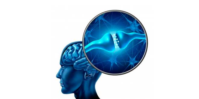 Benefits of Phosphatidylserine Supplementation
