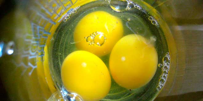 Egg Protein – A great source of nutrients