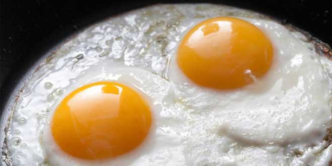 Egg Protein, Properties and Benefits2026 HSN Blog