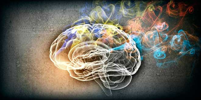 Phosphatidylserine - Benefits for Brain Function【HSN Blog】