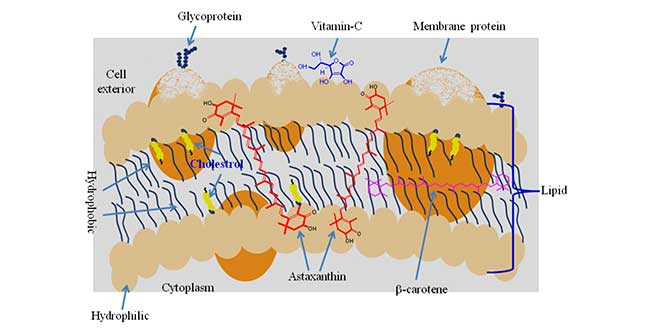 Plasma membrane