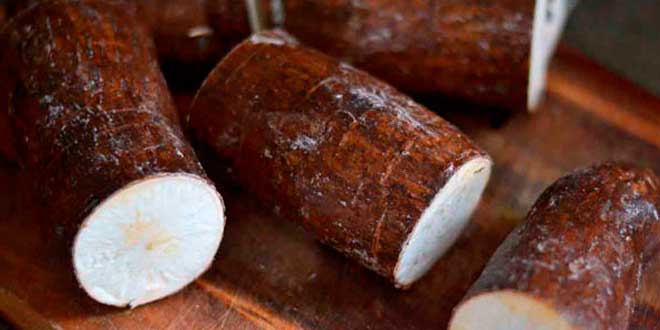 Cassava root Cassava root