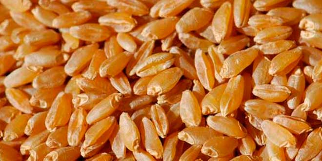 Durum wheat Durum wheat