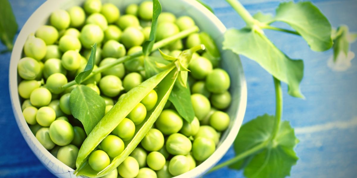 Pea protein Pea protein