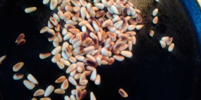 Toasted Pine Nuts Toasted Pine Nuts