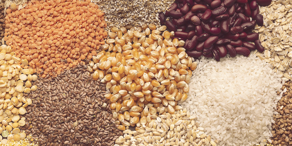 what are plant-based proteins? what are plant-based proteins?