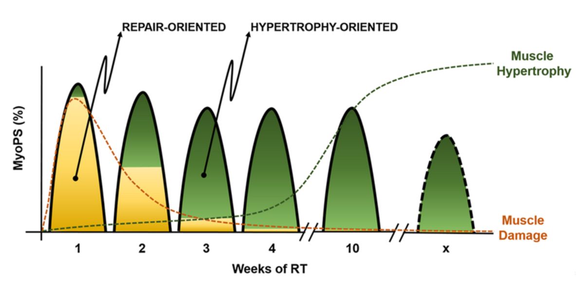 Evolution of protein synthesis in relation to muscle damage Evolution of protein synthesis in relation to muscle damage