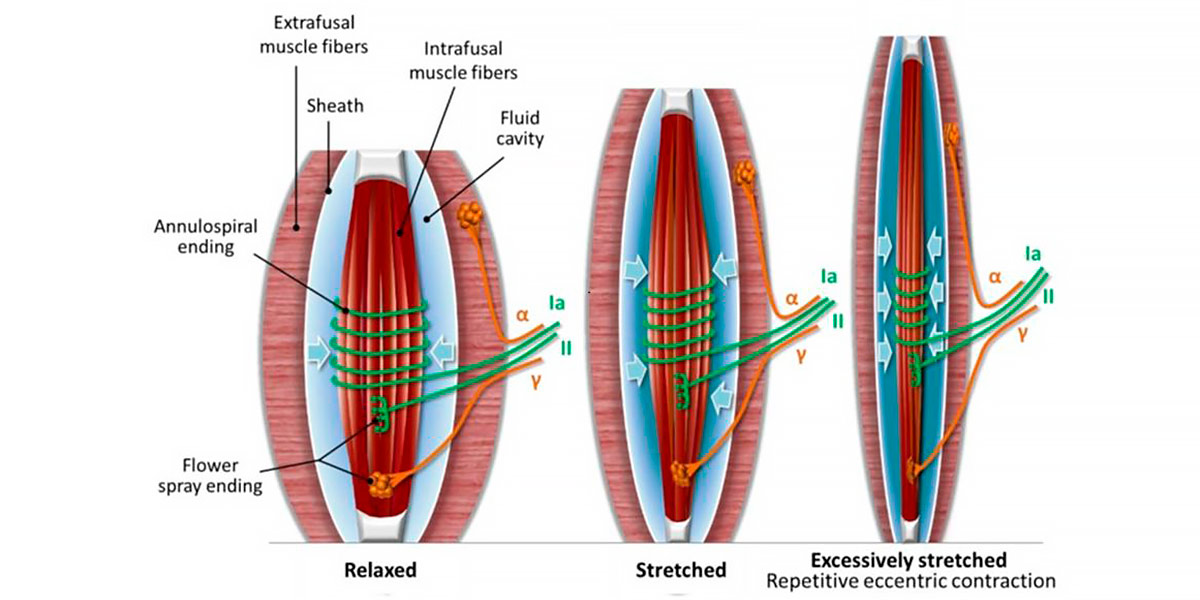 Musculoskeletal tissue Musculoskeletal tissue