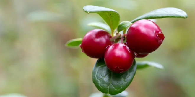 Cranberry: Benefits of a Unique Natural Remedy Cranberry: Benefits of a Unique Natural Remedy