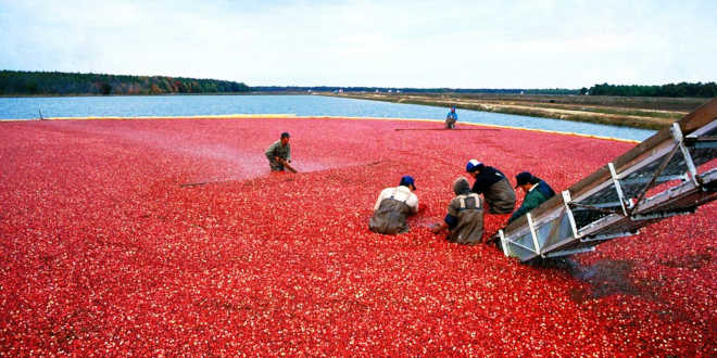 Cranberry harvest Cranberry harvest