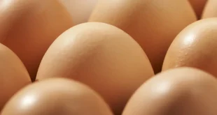 How much protein does an egg contain and what are its benefits for athletes?
