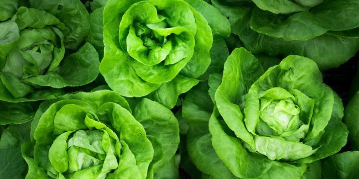 Lettuce is a source of Vitamin A