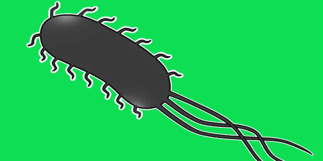 Escherichia coli bacteria