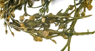 Fucus: an alga with great properties from the skin to the joints