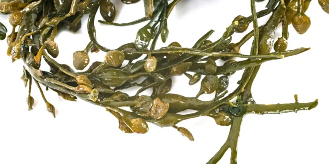 Fucus: an alga with great properties from the skin to the joints Fucus: an alga with great properties from the skin to the joints
