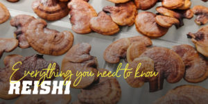 Reishi