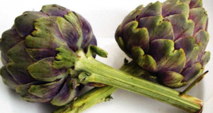Artichokes are a prebiotic source