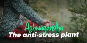 Properties of Ashwagandha and its connection to testosterone