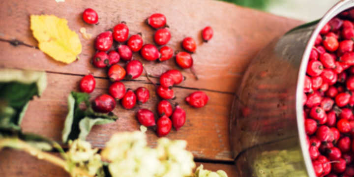 Harvesting rose hip Harvesting rose hip