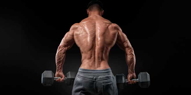 Muscle growth and definition