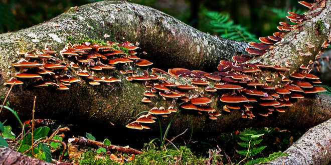 Beta-glucans from mushrooms