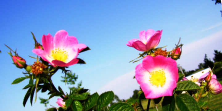 Rose hip are used to make oil Rose hip are used to make oil