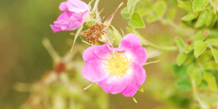 Rose hip flowers Rose hip flowers