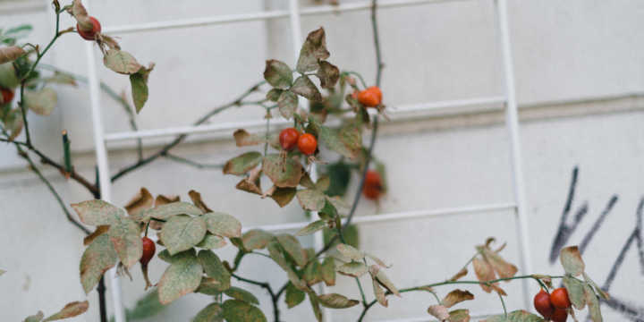Rose hip crops Rose hip crops