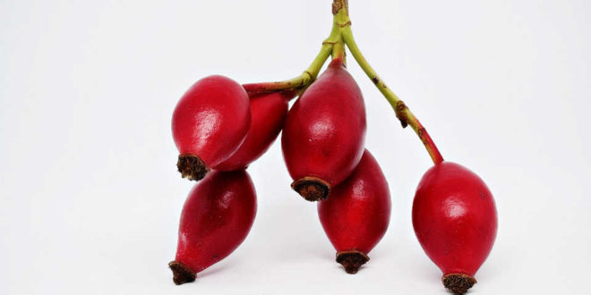 Rose Hip – A universe of virtues Rose Hip – A universe of virtues