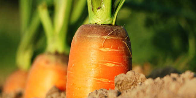 Carrots Vitamin A Carrots Vitamin A