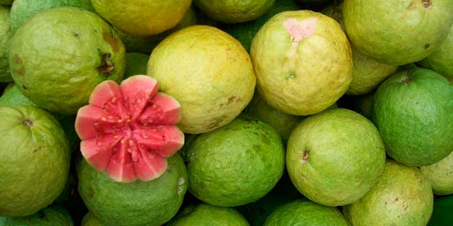 Guava and its vitamin C content