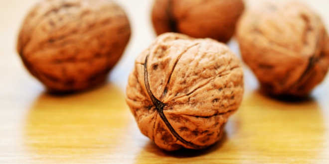 Walnuts source of vitamin E Walnuts source of vitamin E