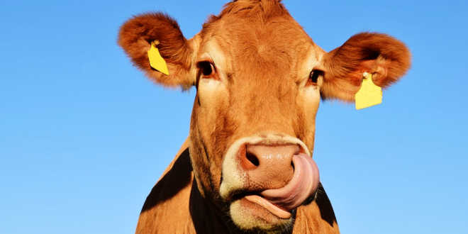 Coconut milk vs cow milk