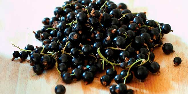 Currants