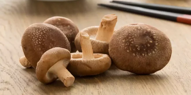 Shiitake Mushroom: Properties, Benefits and Contraindications Shiitake Mushroom: Properties, Benefits and Contraindications