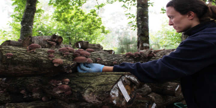 Shiitake mushroom harvest