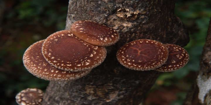Shiitake mushroom production