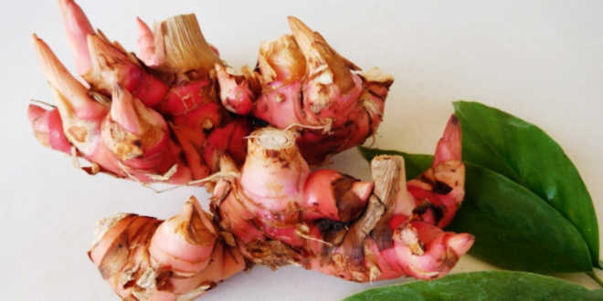 Alpinia Galanga leaf extract