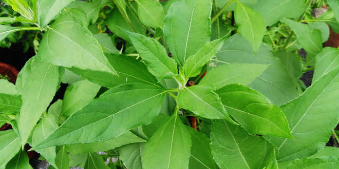 Alpinia Galanga leaves
