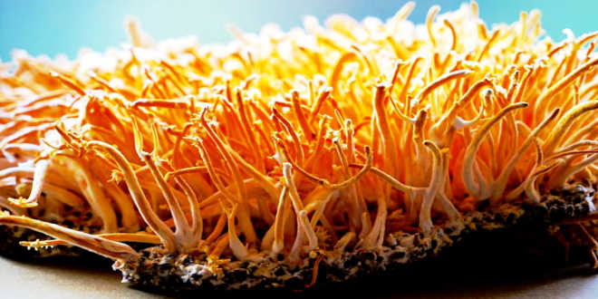 Cordyceps artificial cultivation