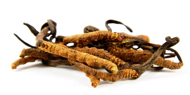 Dry cordyceps fungi