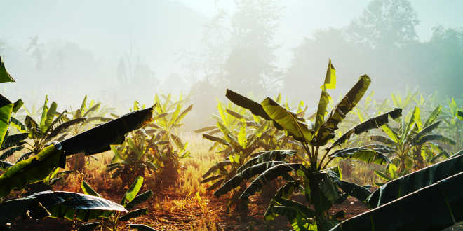 Alpinia Galanga crops in Thailand