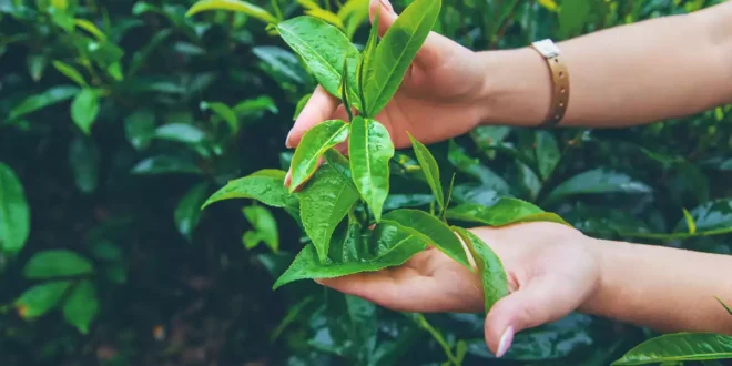 Green Tea – All you need to know about this antioxidant