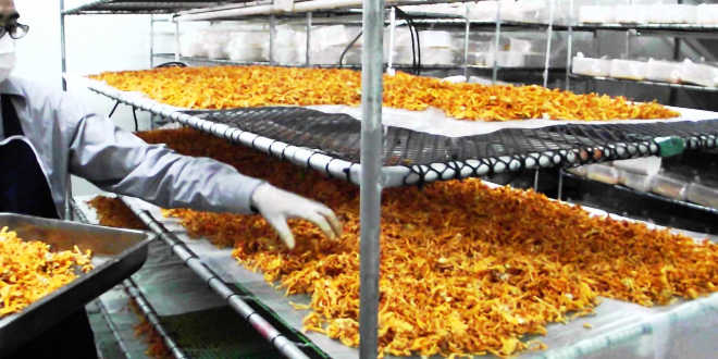 Cordyceps manufacturing