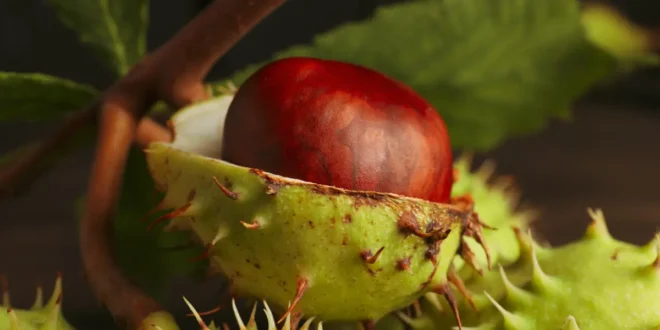 Benefits of horse chestnut for tired legs Benefits of horse chestnut for tired legs