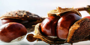 Horse Chestnut Fruit
