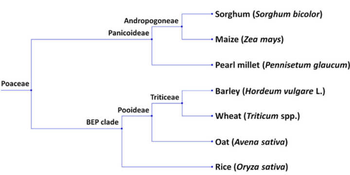 Phylogenetic tree of cereals