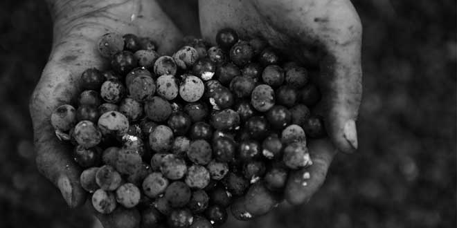 A handful of acai berries