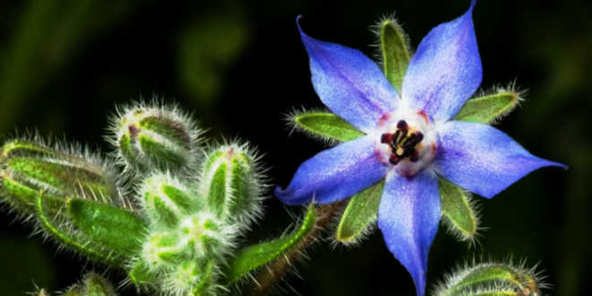 Borage oil flower Borage oil flower